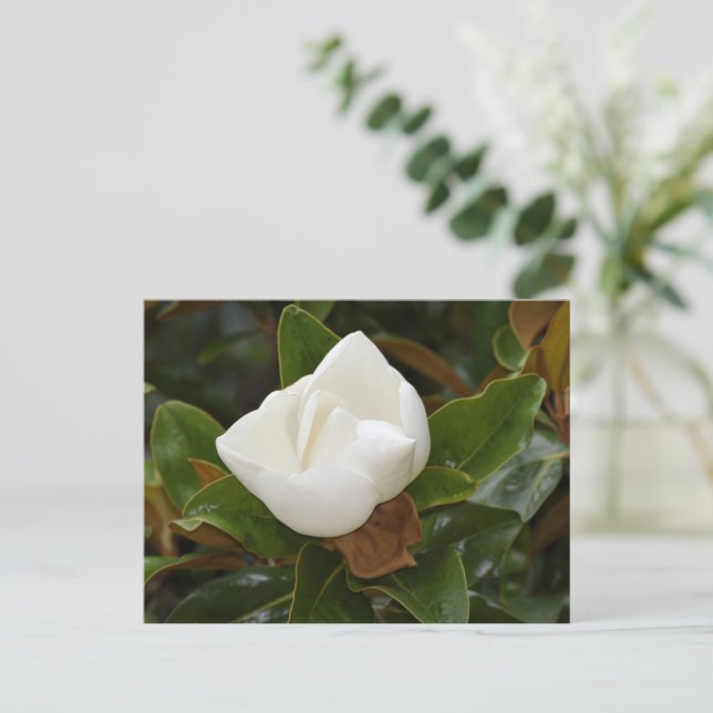 White Magnolia flower blooming Postcard (Standing Front)