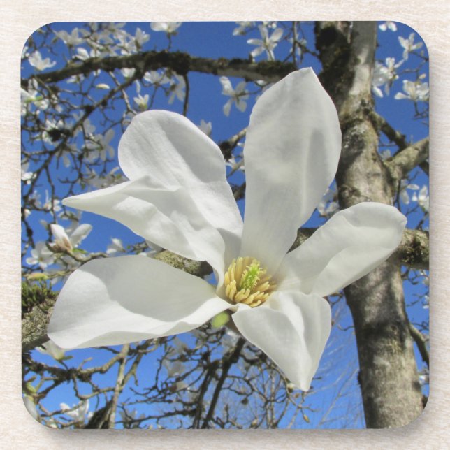 White Magnolia Flower in Tree. Coaster (Front)