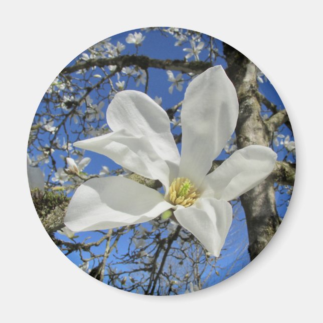 White Magnolia Flower in Tree. Magnet (Front)