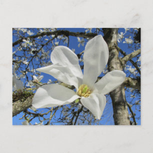 White Magnolia Flower in Tree. Postcard