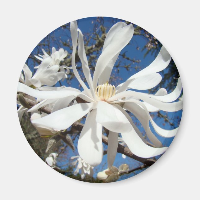White Magnolia Flower magnets Tree Blossoms (Front)