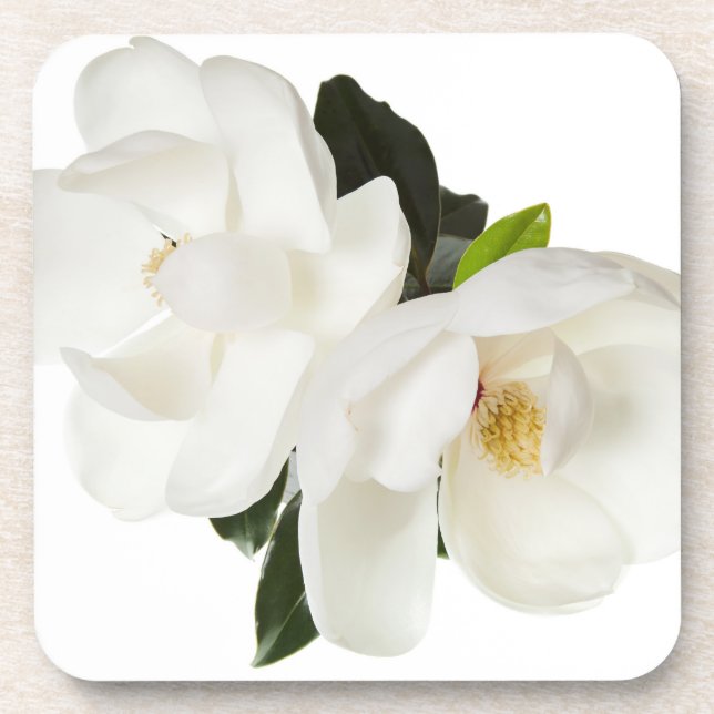 White Magnolia Flower Magnolias Floral Flowers Coaster (Front)