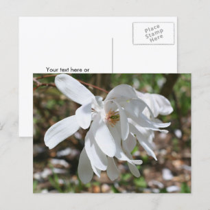 White Magnolia Flower Personalised Postcard
