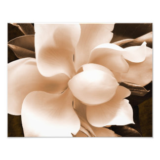 White Magnolia Flower Sepia Black Background Photo Print