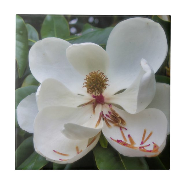 White Magnolia flower Tile (Front)