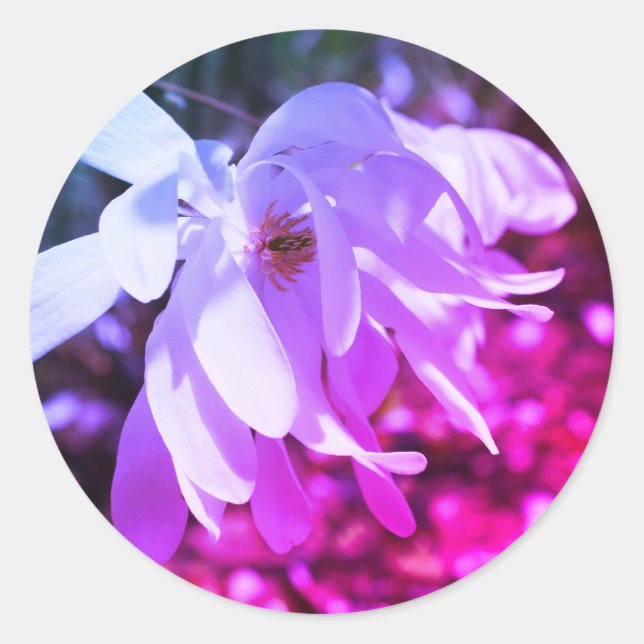 White Magnolia Flower Tinted Classic Round Sticker (Front)