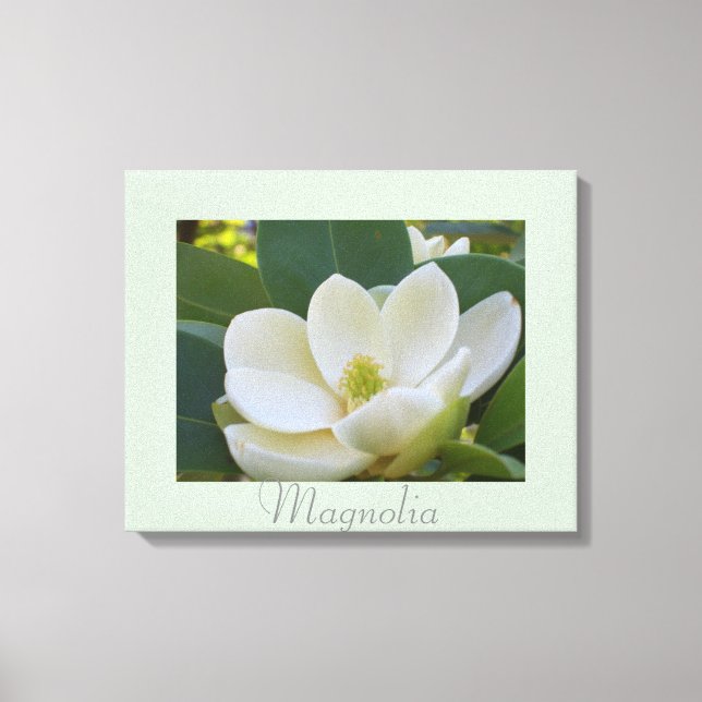 White Magnolia Flowers Art Nature Photography Canvas Print (Front)