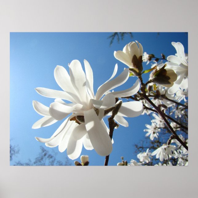 White Magnolia Flowers Spring Fine Art Prints (Front)