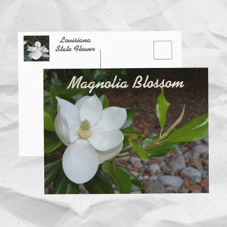 White Magnolia Louisiana State Flower Photographic Postcard
