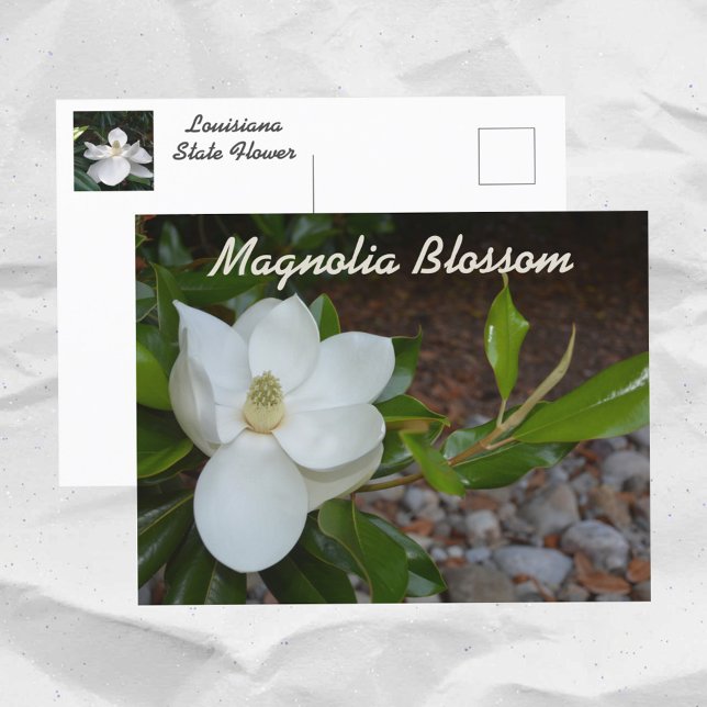 White Magnolia Louisiana State Flower Photographic Postcard (Creator Uploaded)