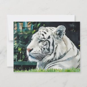 White Majesty – Resting Tiger Wildlife Postcard