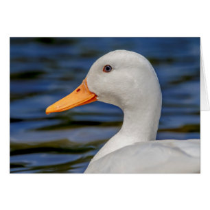 White Mallard Duck
