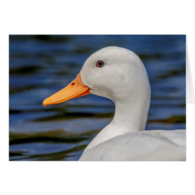 White Mallard Duck (Front Horizontal)