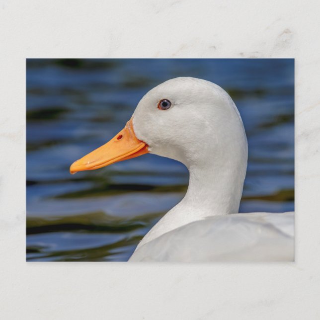 White Mallard Duck Postcard (Front)