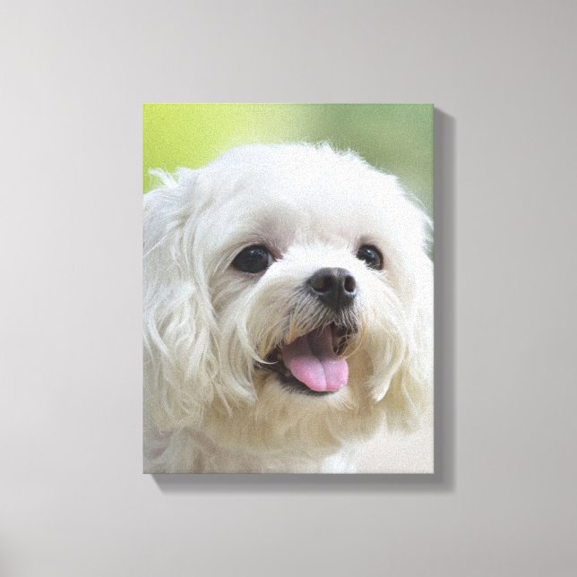 White Maltese Dog Canvas Print (Front)