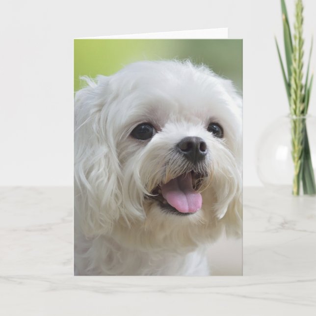 White Maltese Dog Card (Front)