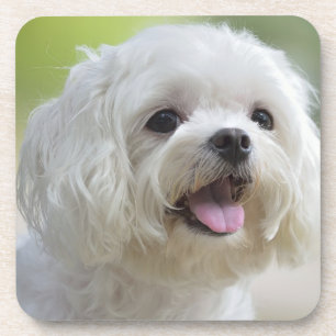 White Maltese Dog Coaster