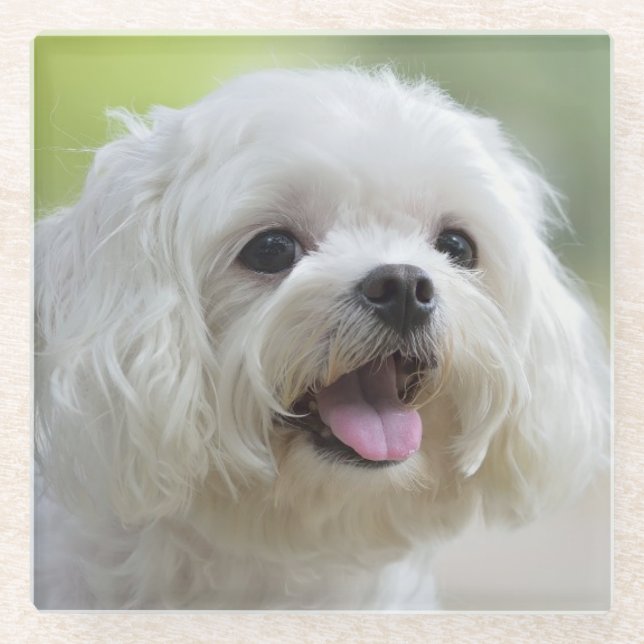 White Maltese Dog Glass Coaster (Front)