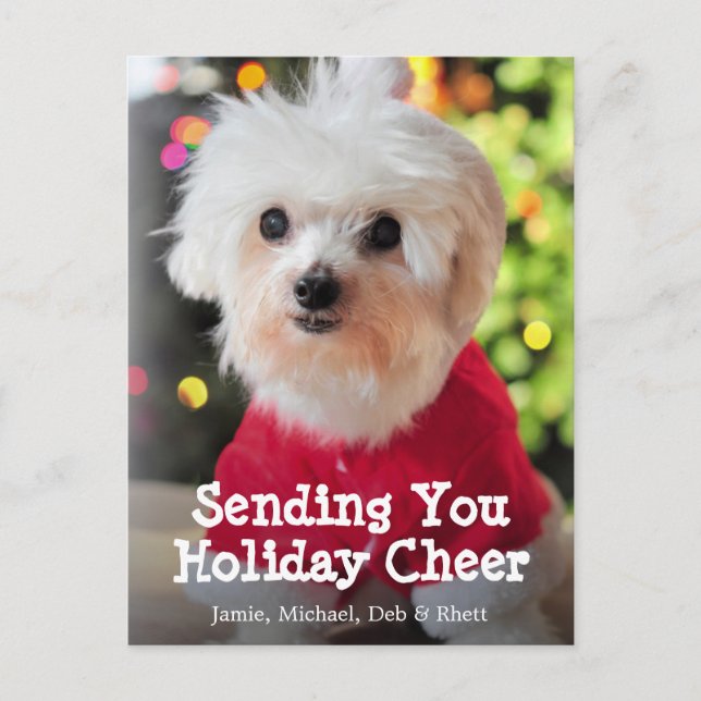 White Maltese dog in red Santa Claus suit. Holiday Postcard (Front)