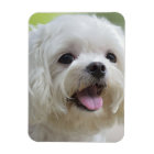 White Maltese Dog
