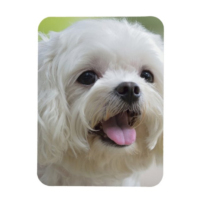 White Maltese Dog Magnet (Vertical)