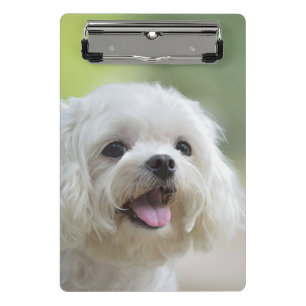 White Maltese Dog Mini Clipboard
