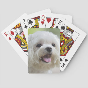 White Maltese Dog Playing Cards