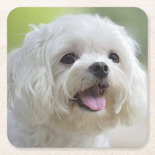 White Maltese Dog Square Paper Coaster