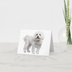 White Maltese Puppy Dog Blank  Notecard / Card