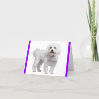 White Maltese Puppy Dog: Hello, Miss You, Love