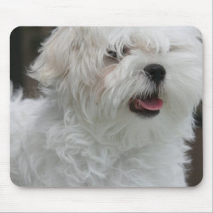White Maltese Puppy Mouse Pad