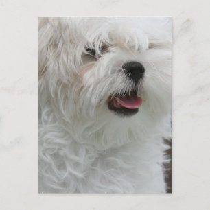 White Maltese Puppy Postcard