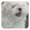 White Maltese Puppy Sticker