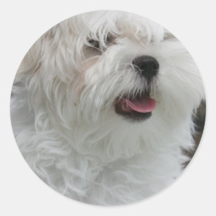 White Maltese Puppy Sticker