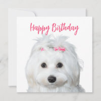 White Maltese Tender Sweetness