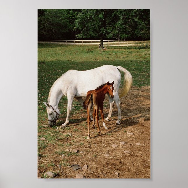 White Mare with Chestnut Foal Poster (Front)