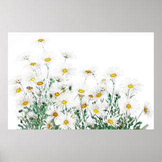 white margaret daisy horizontal watercolor poster