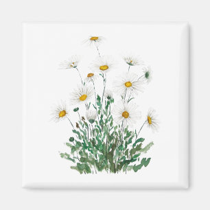 white Margaret daisy watercolor Magnet