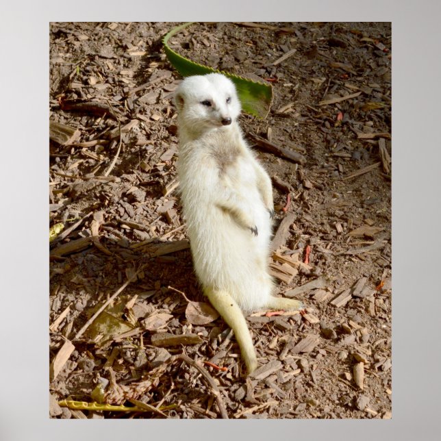 White Meerkat Standing In The Sun, Poster (Front)