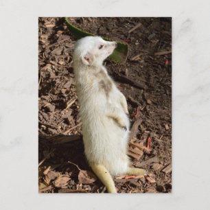 White Meerkat Standing , Postcard