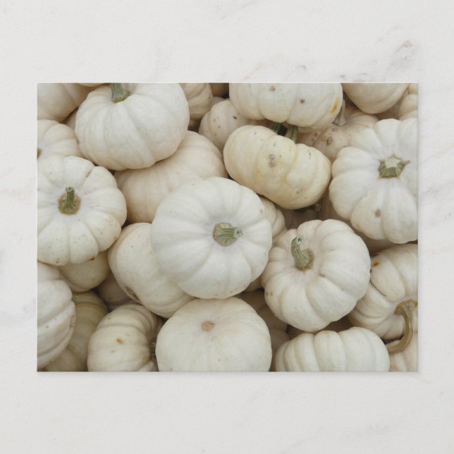 White Mini Pumpkins Postcard (Front)