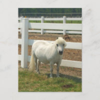 White miniature horse postcard