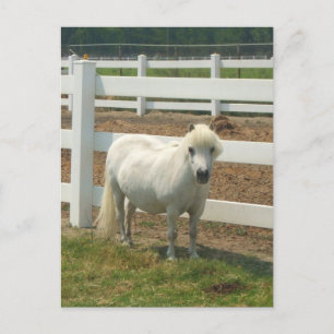 White miniature horse postcard