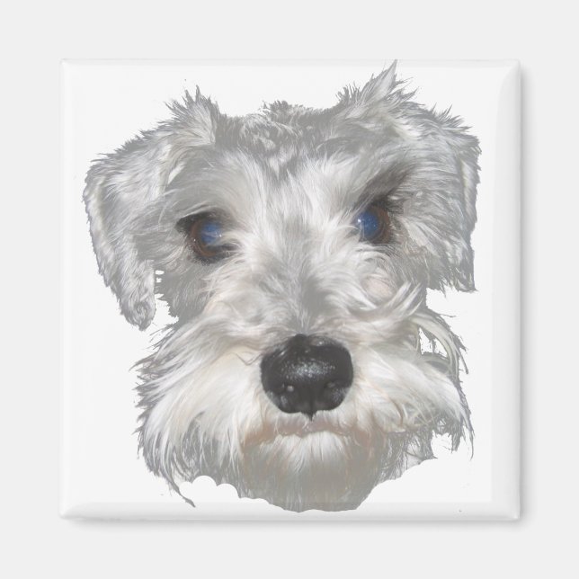 White Miniature Schnauzer Magnet (Front)