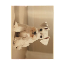 White Miniature Schnauzer
