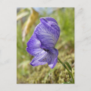 White Monkshood, Unalaska Island Postcard