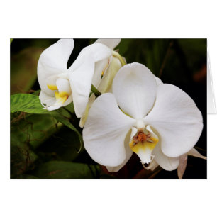 White Moon Orchid (Phalaenopsis Aphrodite)
