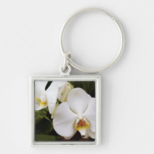 White Moon Orchid (Phalaenopsis Aphrodite) Key Ring