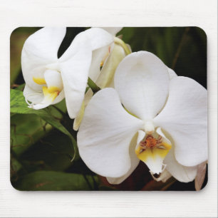White Moon Orchid (Phalaenopsis Aphrodite) Mouse Pad