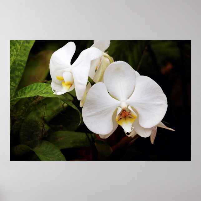 White Moon Orchid (Phalaenopsis Aphrodite) Poster (Front)